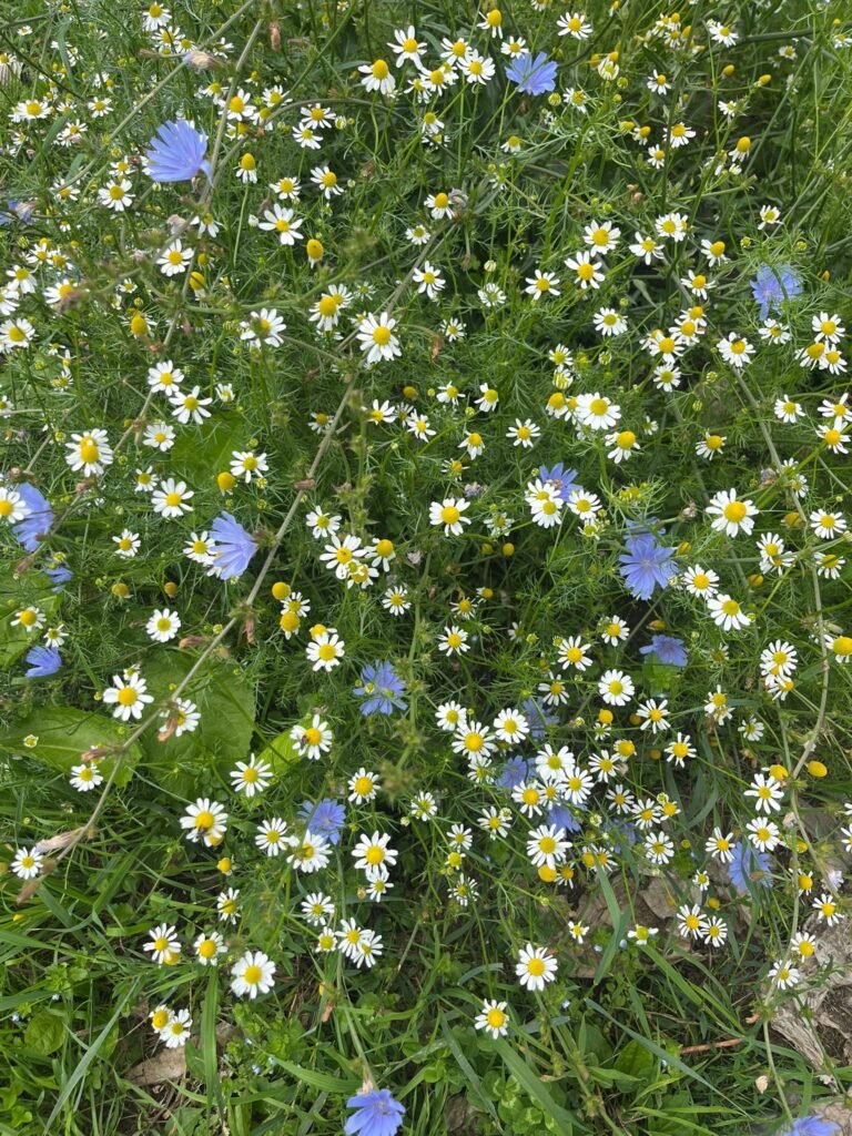 natureflower natureflower