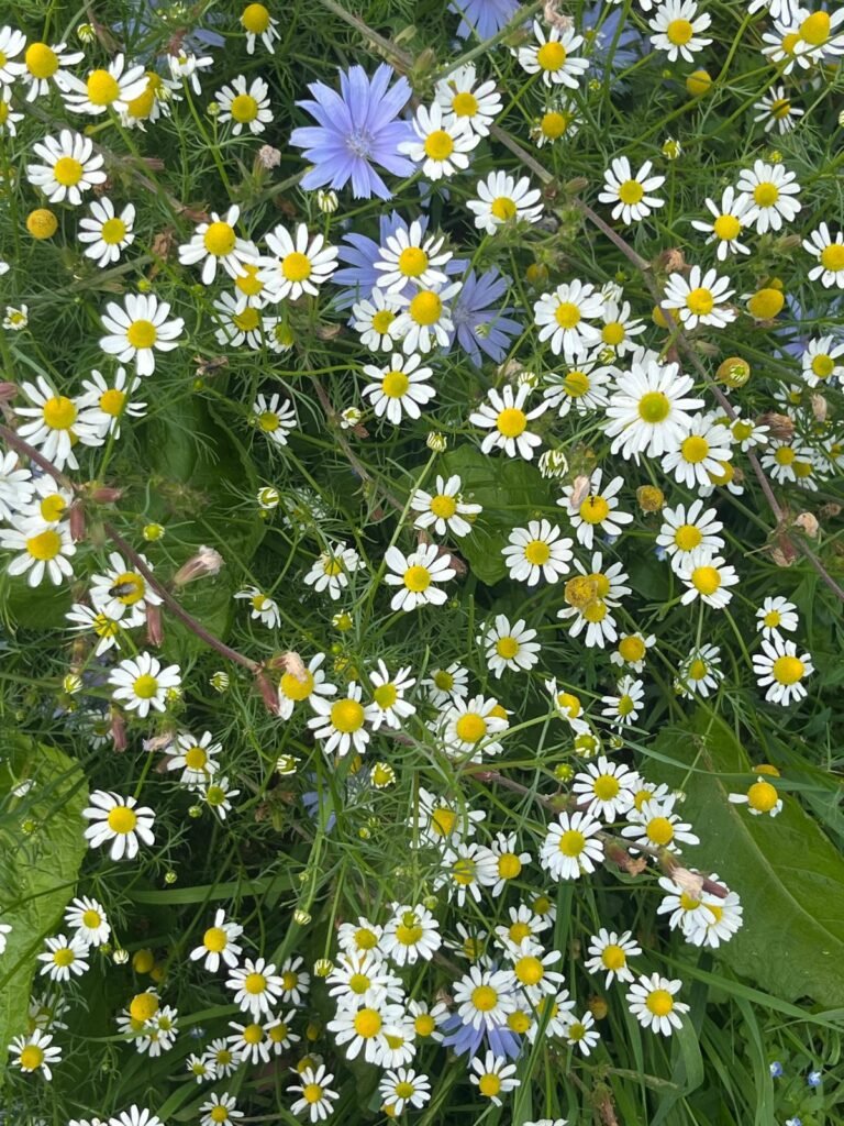camomile